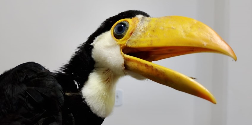 BM: Guarda Ambiental resgata filhote de tucano no bairro Getúlio Vargas